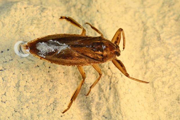 Lethocerus americanus
