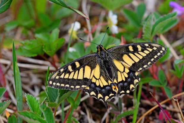 Papilio machaon hudsonianus