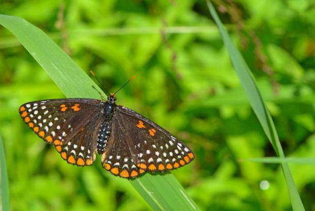 Euphydryas phaeton