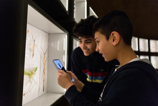 Deux jeunes consultent l’application mobile pour identifier les insectes de l'Insectarium.