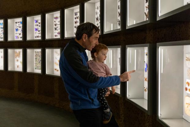At the Insectarium, a visitor shows naturalized butterflies to his granddaughter.