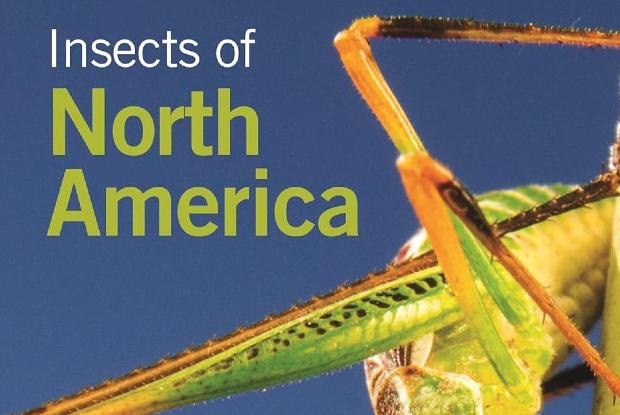 Detail of the Insects of North America book cover