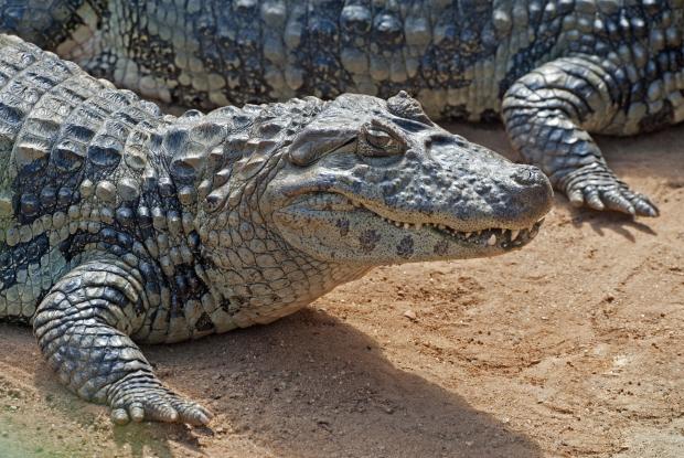 Broad-snouted caiman