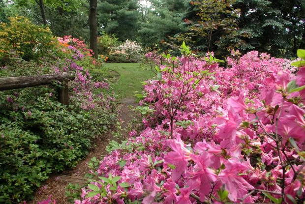 Leslie Hancock Garden