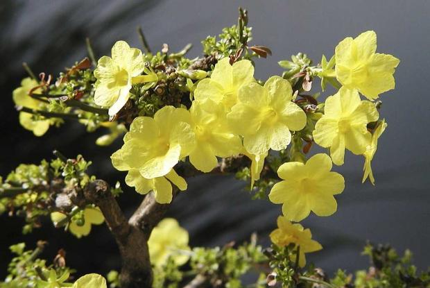 Winter jasmin Jasminum nudiflorum 'Nanum'