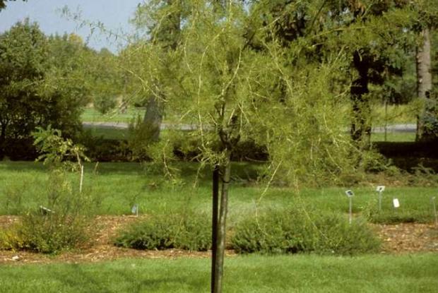 Staking a tree