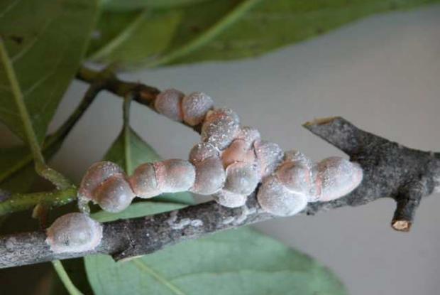 Magnolia scale Neolecanium cornuparvum