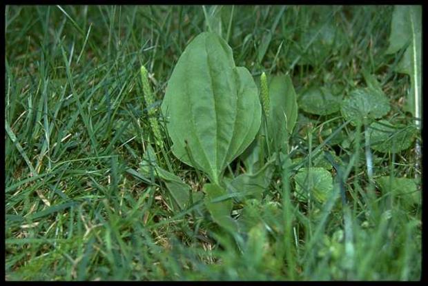 Plantago major