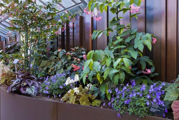 Begoniaceae and Gesneriads Greenhouse Begoniaceae and Gesneriads Greenhouse
