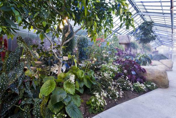 Begonias and Gesneriads Greenhouse