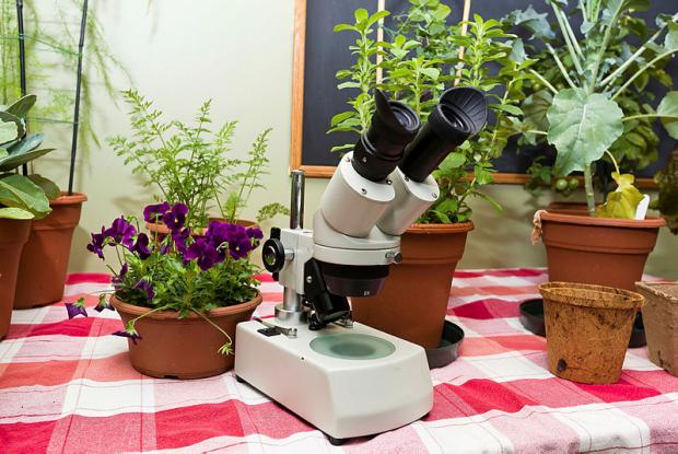 Potager