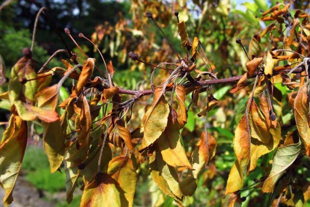 Bacterial blight on an apple tree (Malus sp.)