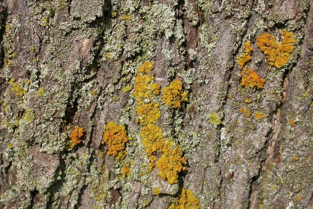 Lichen on a tree trunk