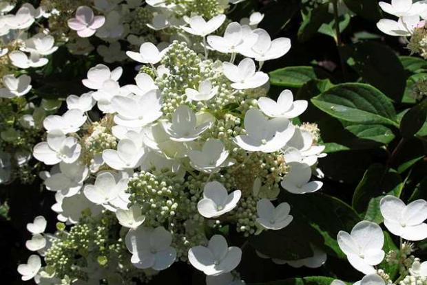 Hydrangea paniculata 'Quick Fire'