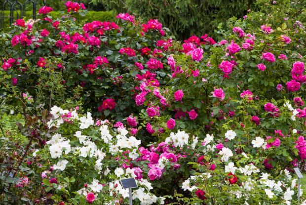Rosa sp.