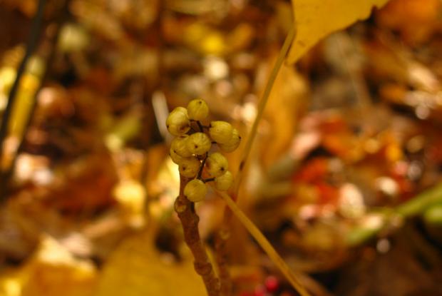 Poison ivy (Toxicodendron radicans) - Fruits