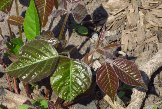 Poison ivy (Toxicodendron radicans) - New foliage in spring