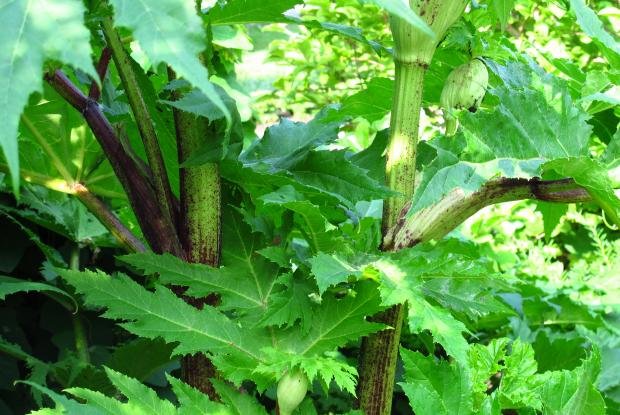 Heracleum mantegazzianum