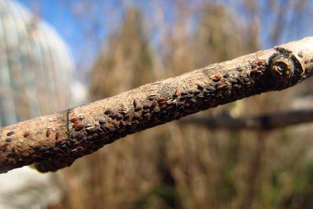 Magnolia scale, overwintering nymph Neolecanium cornuparvum, overwintering nymph