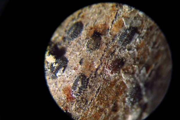 Cochenille du magnolia, nymphes hivernantes sous la loupe binoculaire Neolecanium cornuparvum
