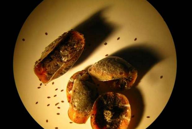 Neolecanium cornuparvum