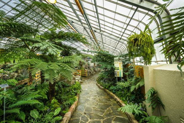 General view of the Ferns Greenhouse