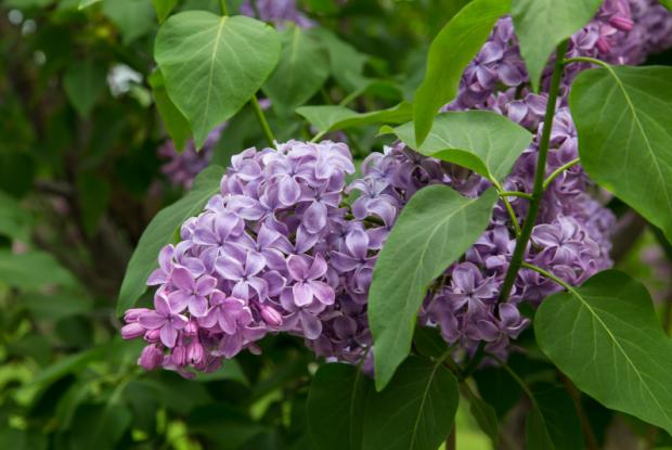 Lila (Syringa vulgaris 'Kosmos')