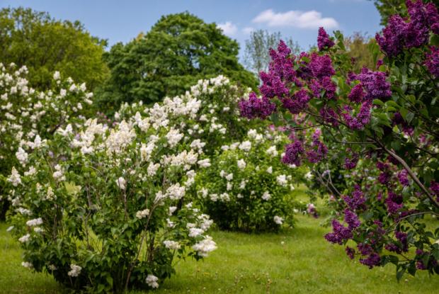 Collection de lilas (Syringa sp.)