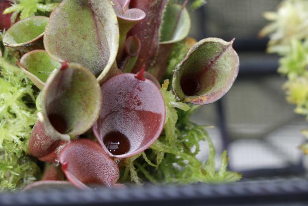 Capture your prey: Invent a trap inspired by carnivorous plants