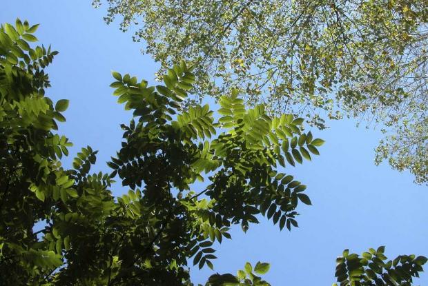 Juglans cinerea