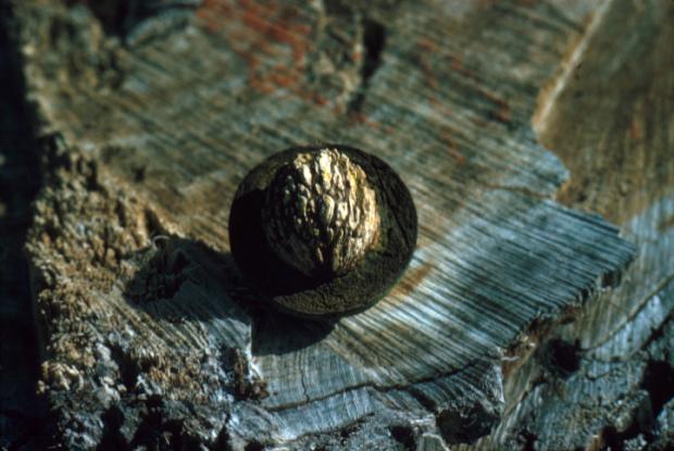 Juglans nigra