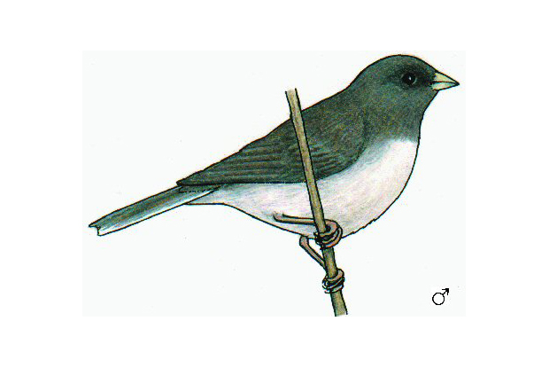 Junco hyemalis