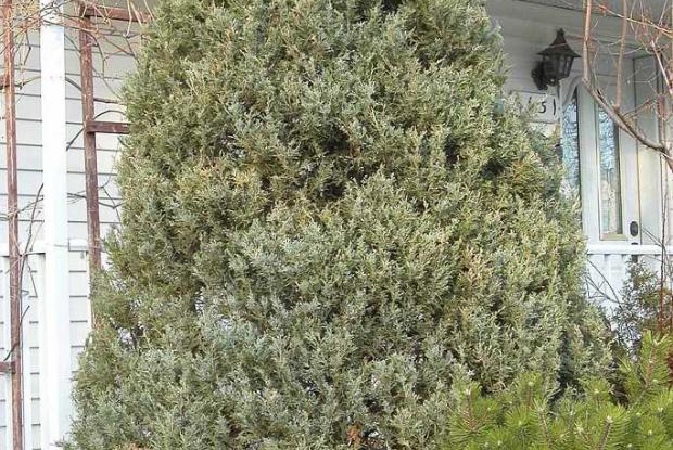 Juniperus scopulorum 'Wichita Blue'