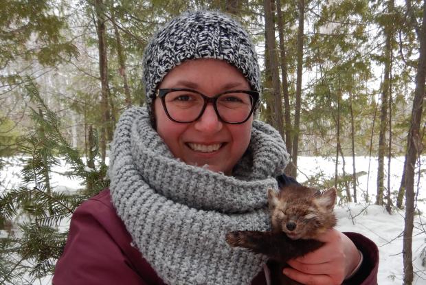 Karine Béland holds a marten in her arms when it wakes up.