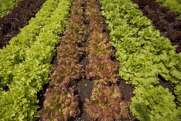 Rangées de laitues dans un potager.