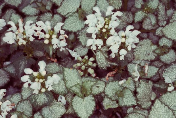 Lamium maculatum 'White Lily'
