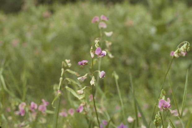 Lathyrus latifolius.