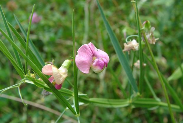 Lathyrus latifolius