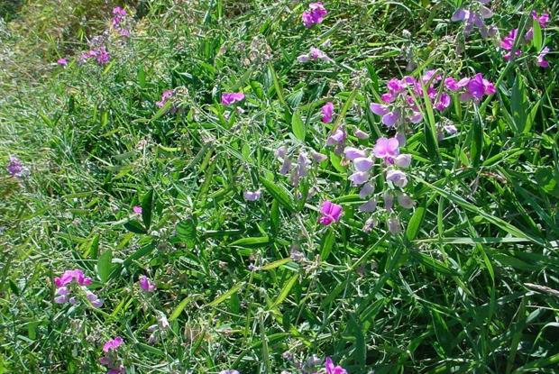 Lathyrus latifolius