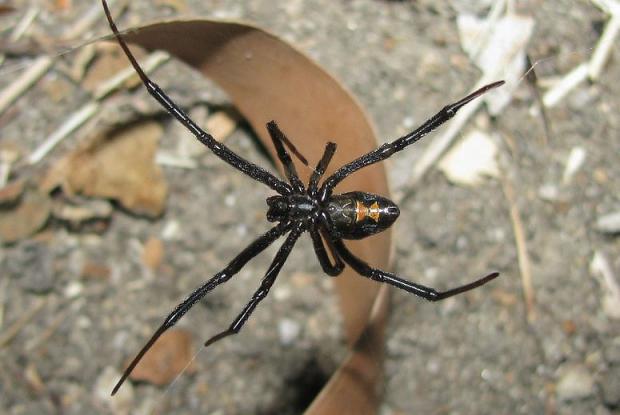 Latrodectus hesperus, female - western black widow