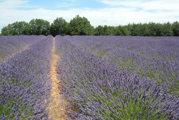 Lavandula sp.