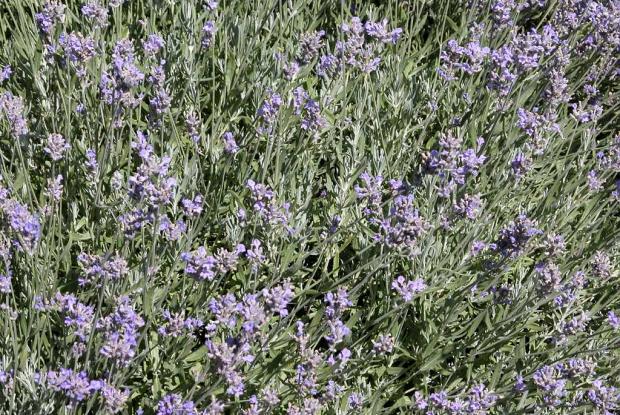 Lavandula sp.