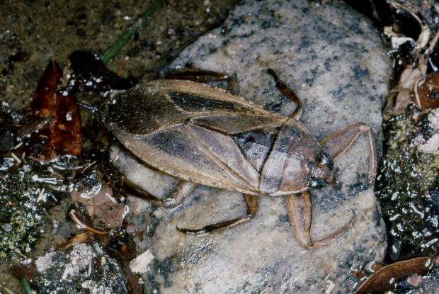 Lethocerus americanus, Québec, Canada.
