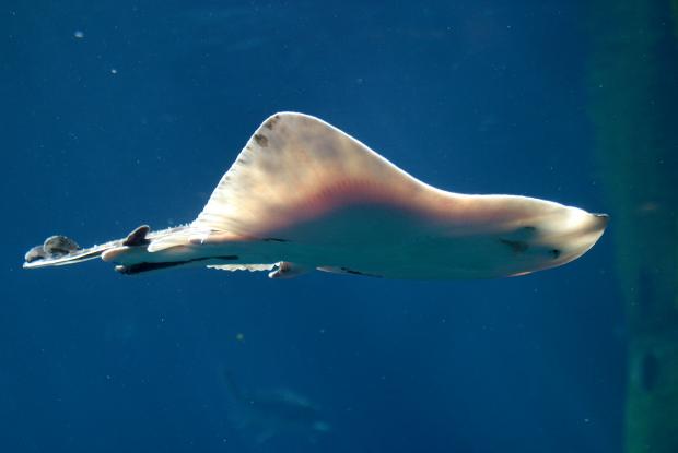 Leucoraja ocellata