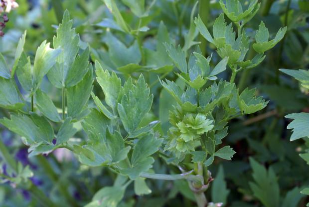 Levisticum officinale