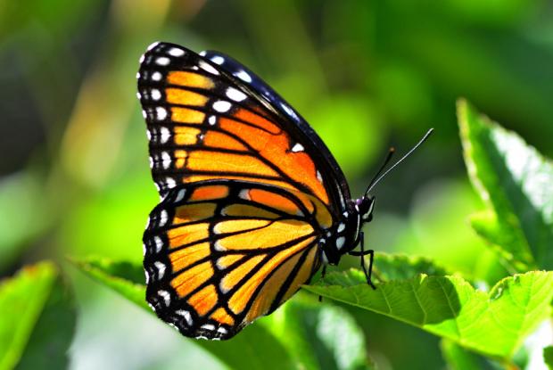 Limenitis archippus