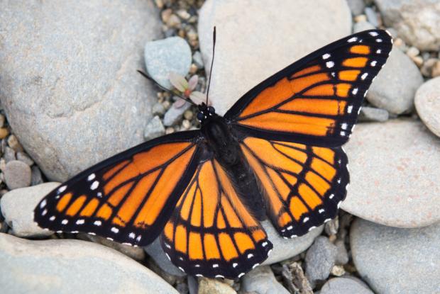 Limenitis archippus 