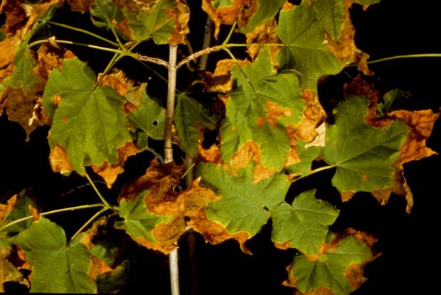 Anthracnose de l'érable