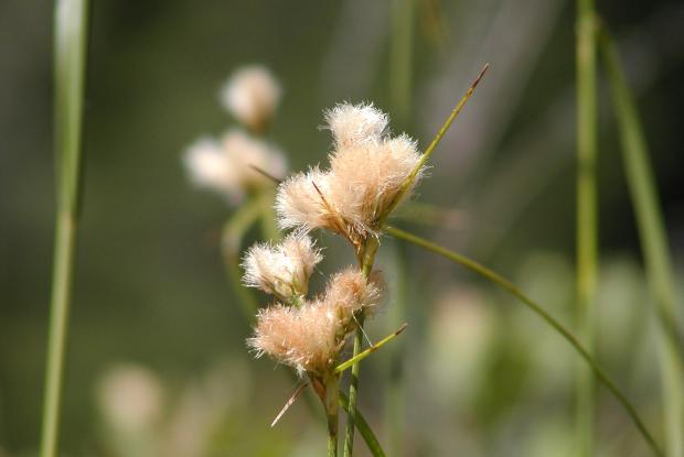Eriphorum sp.