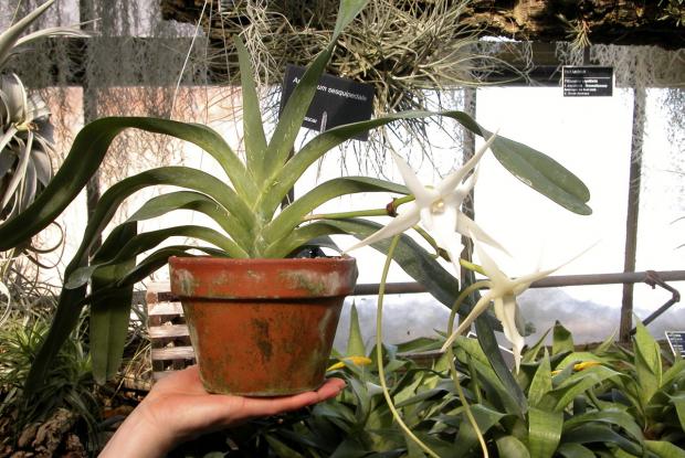 Angraecum sesquipedale (monopodial)